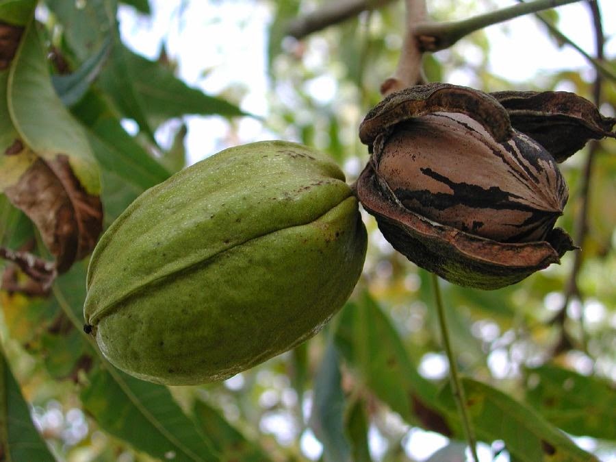 Орех похож. Кария иллинойская (пекан). Орех Северный пекан. Орех пекан (Carya ILLINOINENSIS) - плантация. Орех пекан дерево.