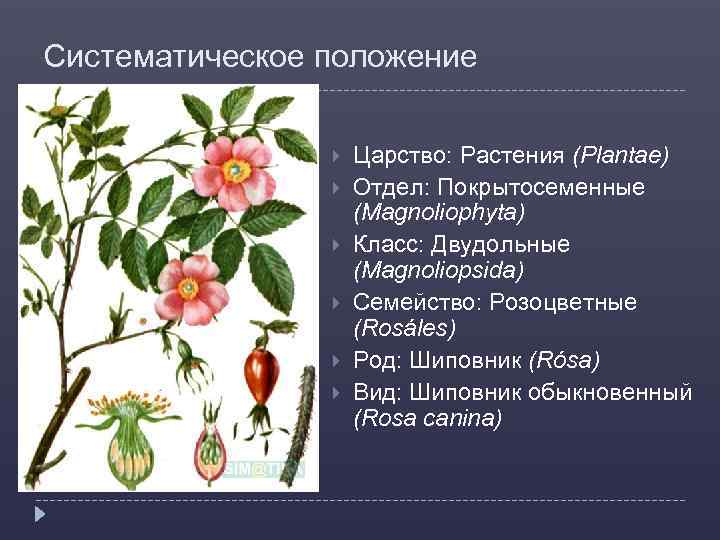 Какой тип питания характерен для шиповника собачьего изображенного на рисунке