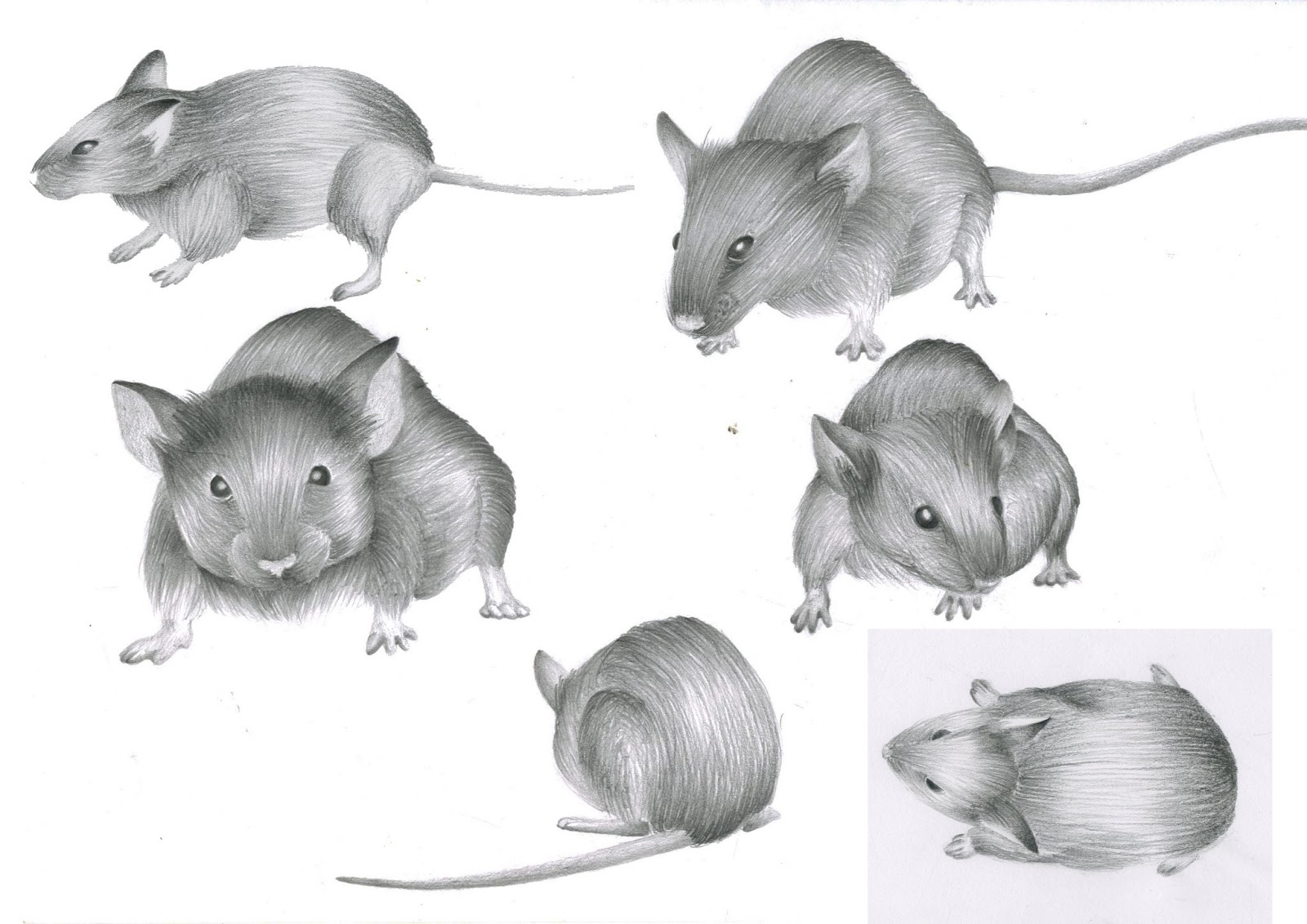 Рис мыши. Зарисовки мышей. Мышь рисунок. Нарисовать грызуна. Зарисовки мыши карандашом.
