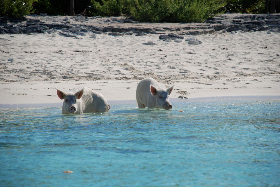 Залив свиней куба. Бухта свиней Куба. Залив свиней Багамские острова. Остров свиней на Кубе.