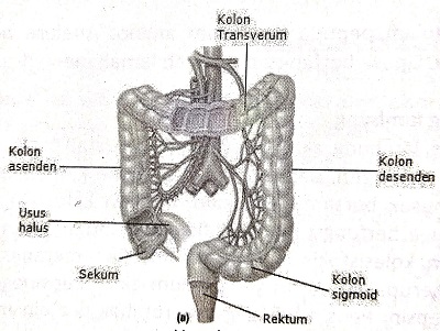 Usus magister est