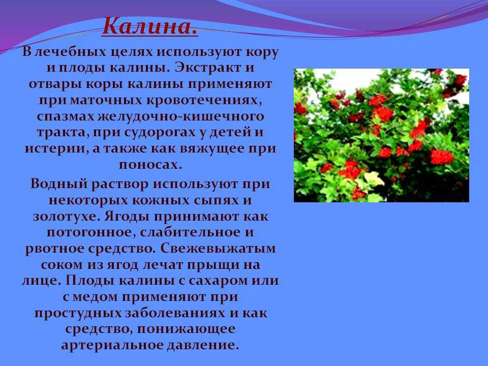 Использование красной. Калина лекарственное растение. Калина описание для детей. Сообщение о калине. Доклад о калине.