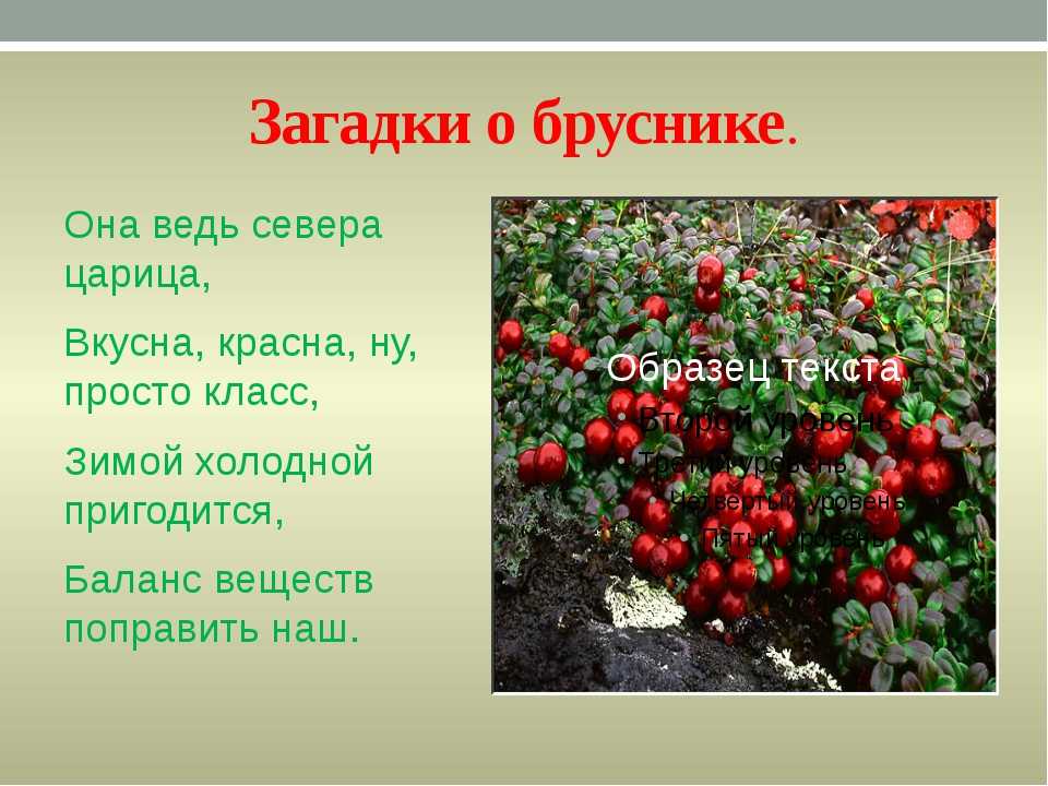 Клевер шиповник. Загадка про бруснику. Загадка про ягоду бруснику. Брусника презентация. Интересные факты о бруснике.