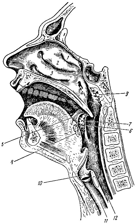 Подслизистой вазотомии нижних раковин. Глоточная миндалина анатомия. Глоточное отверстие слуховой трубы анатомия. Слизистая оболочка глотки гистология.