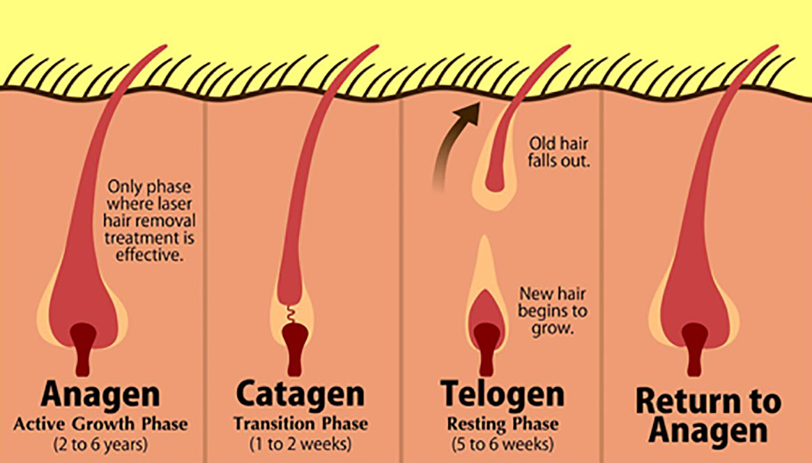 При удалении волоса луковица