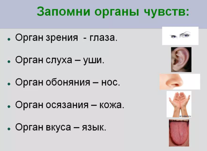 Органы чувств. Окружающий мир органы чувств. 5 Органов чувств. 5 Органов чувств человека.