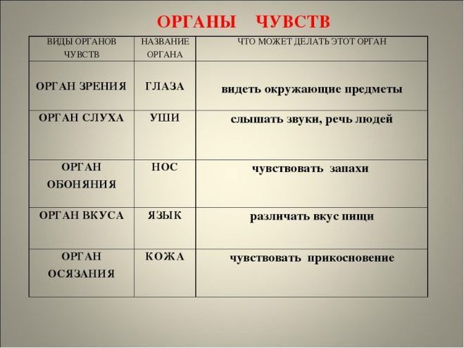 Орган чувств строение функция таблица