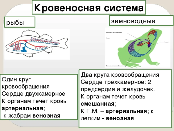 Различие лягушки и рыбы. Земноводные кровеносная система системы. Кровеносная система рыб и земноводных. Внутреннее строение лягушки дыхательная система. Кровеносная система рыб 7 класс.