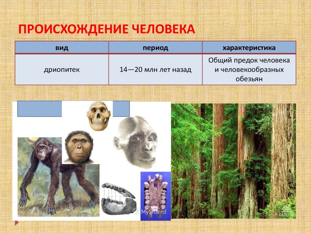 Общий назад. Происхождение человека. Виды человека. Общий предок человека. Период появления человека.