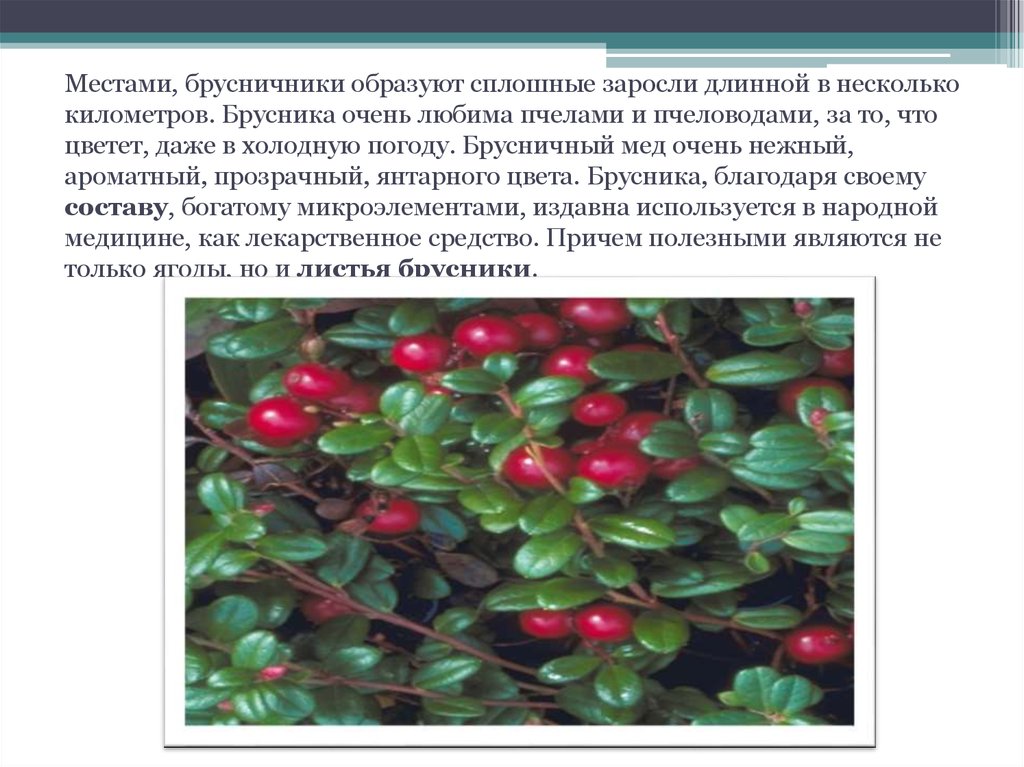 Работа в бруснике. Брусника какая. Влажность брусники. Брусника лекарственное растение. Брусника жизненная форма.