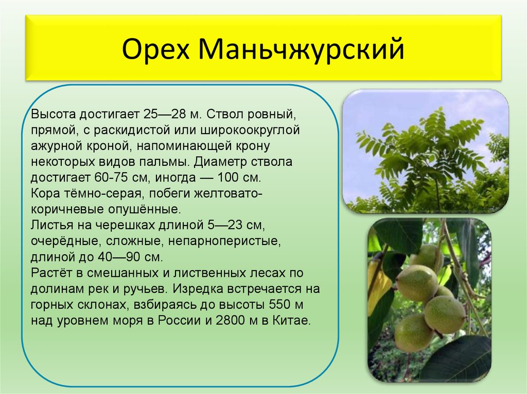 Растения дальнего. Растения дальнего Востока презентация. Сообщение о растении дальнего Востока. Растительный мир дальнего Востока кратко. Растения дальнего Востока кратко.