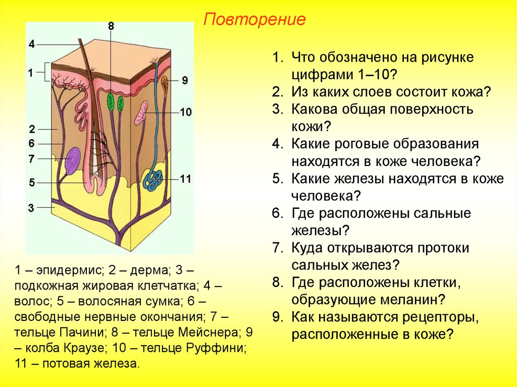 Какой цифрой на рисунке обозначена железа обеспечивающая эластичность кожи