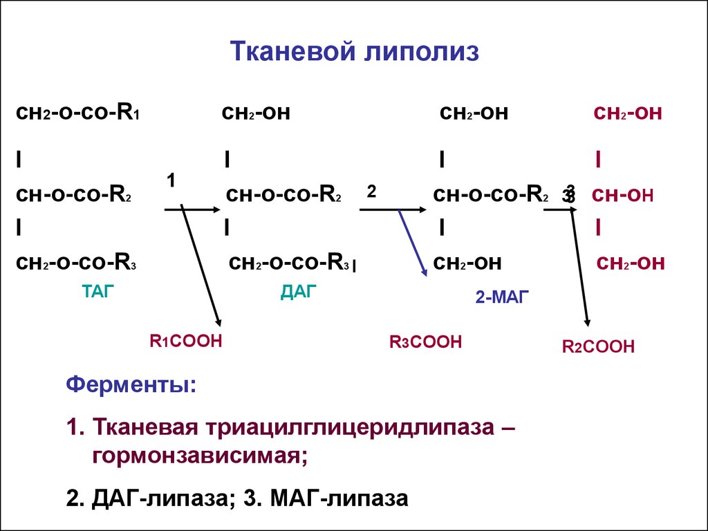 Липолиз биохимия схема