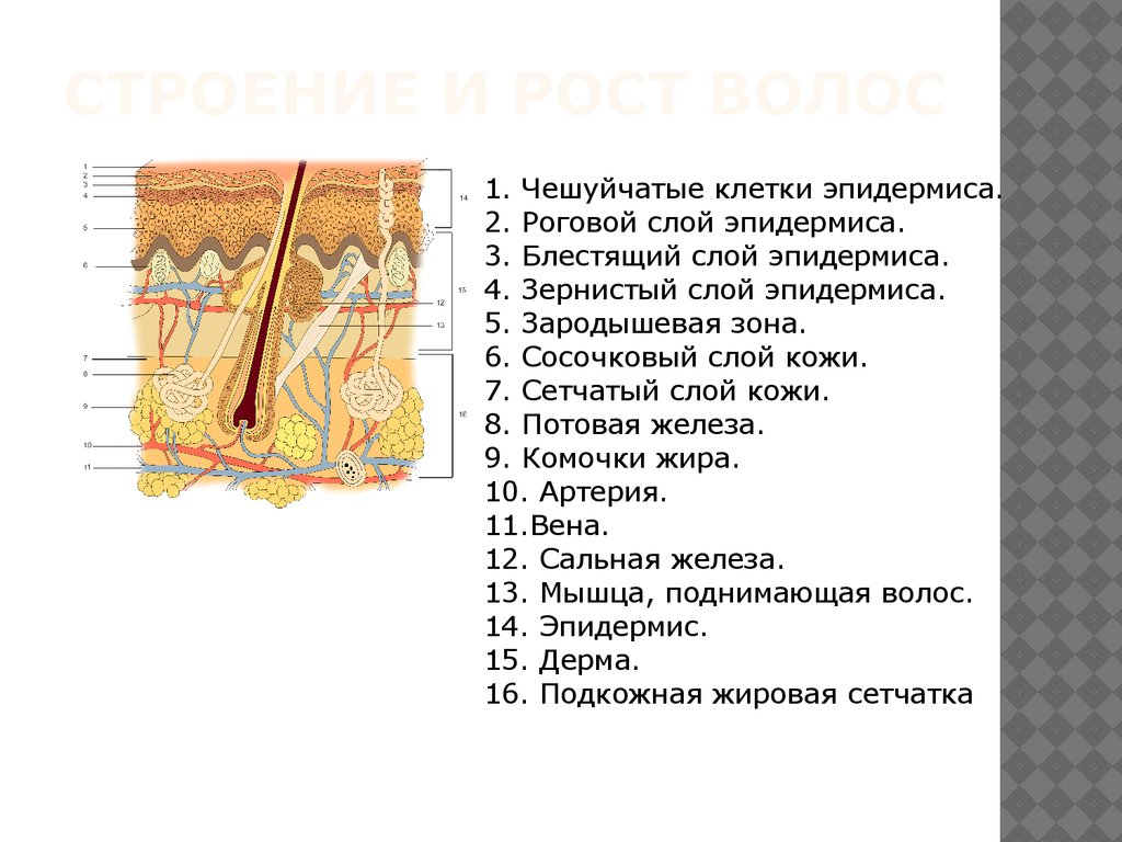 Поверхностные слои кожи образуют