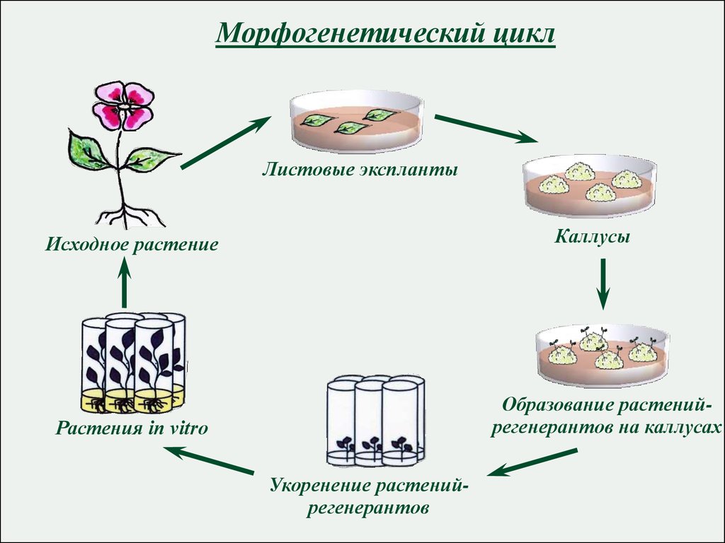 Растительная культура клеток. Культура клеток растений Каллус. Схема микроклонального размножения растений. Размножение растений in vitro эксплант. Схема получения культуры ткани растительных клеток.