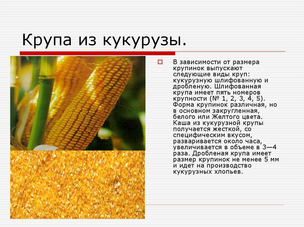 Кукуруза доклад 3 класс. Сообщение о кукурузе. Форма кукурузной крупы. Крупы из кукурузы. Какие крупы получают из кукурузы.