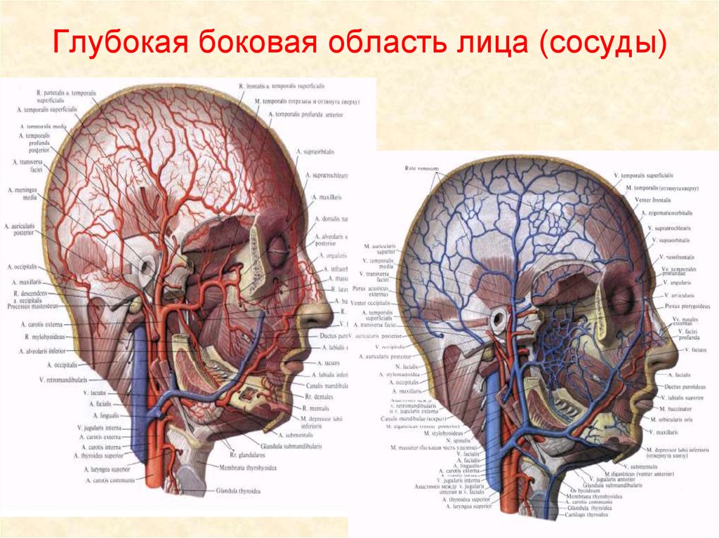 Анатомия сосудов головы. Кровеносные сосуды лица топографическая анатомия. Анатомия лица для косметологов артерии и вены. Кровоснабжение боковой области лица. Артерии и вены головы и шеи схема.