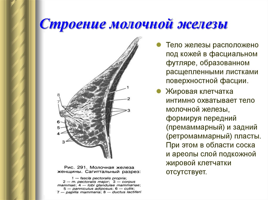 Схема женской груди