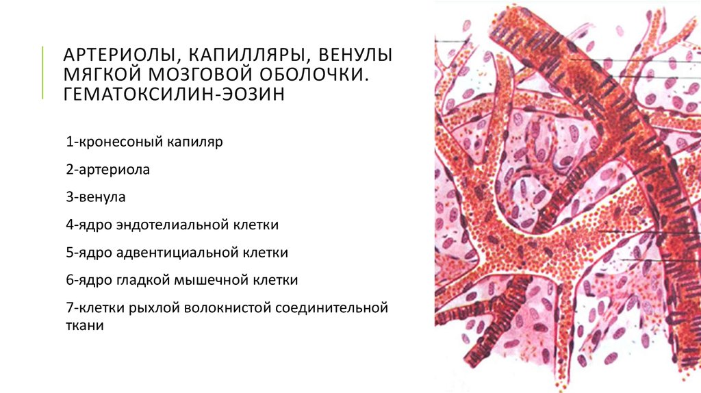 Сосуды микроциркуляторного русла гистология рисунок