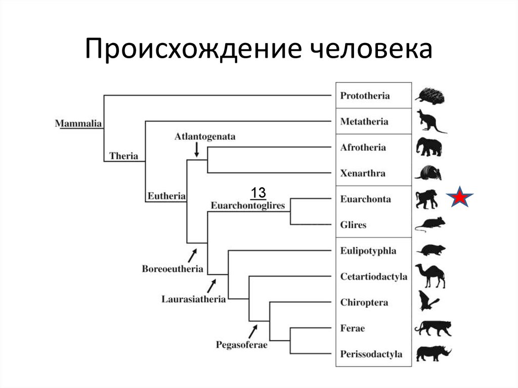 Возникновение человечества. Происхождение человека. Пргисходениемчеловека. Возникновение человека. Схема происхождения человека.