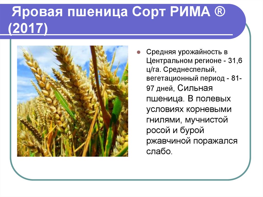 Сорт яровой. Строение Яровой пшеницы. Пшеница Яровая сорт Римма. Вегетационный период Яровой пшеницы. Урожайность Яровой пшеницы.