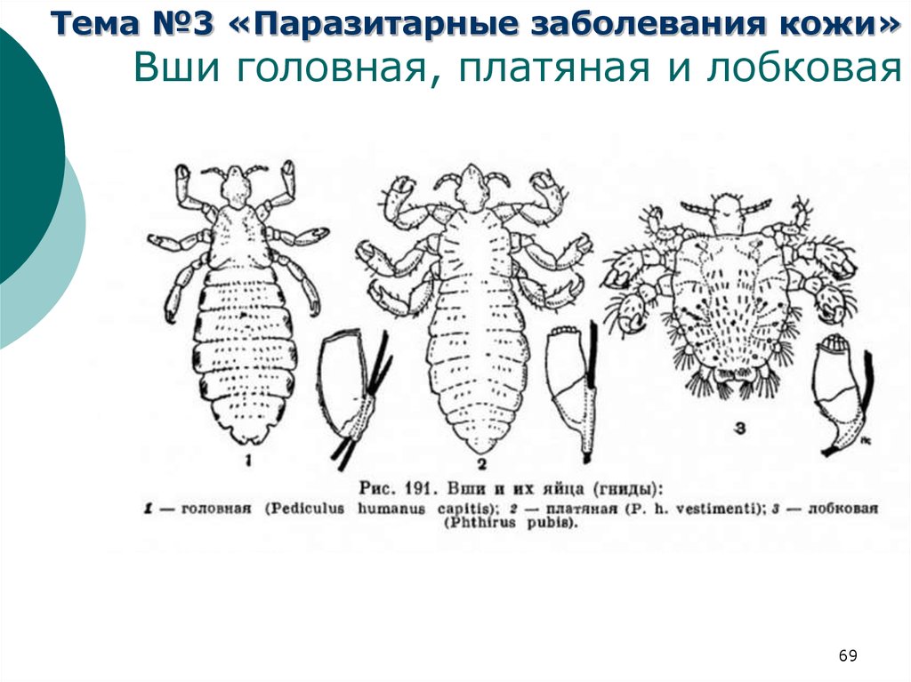 Лобковые вши рисунок