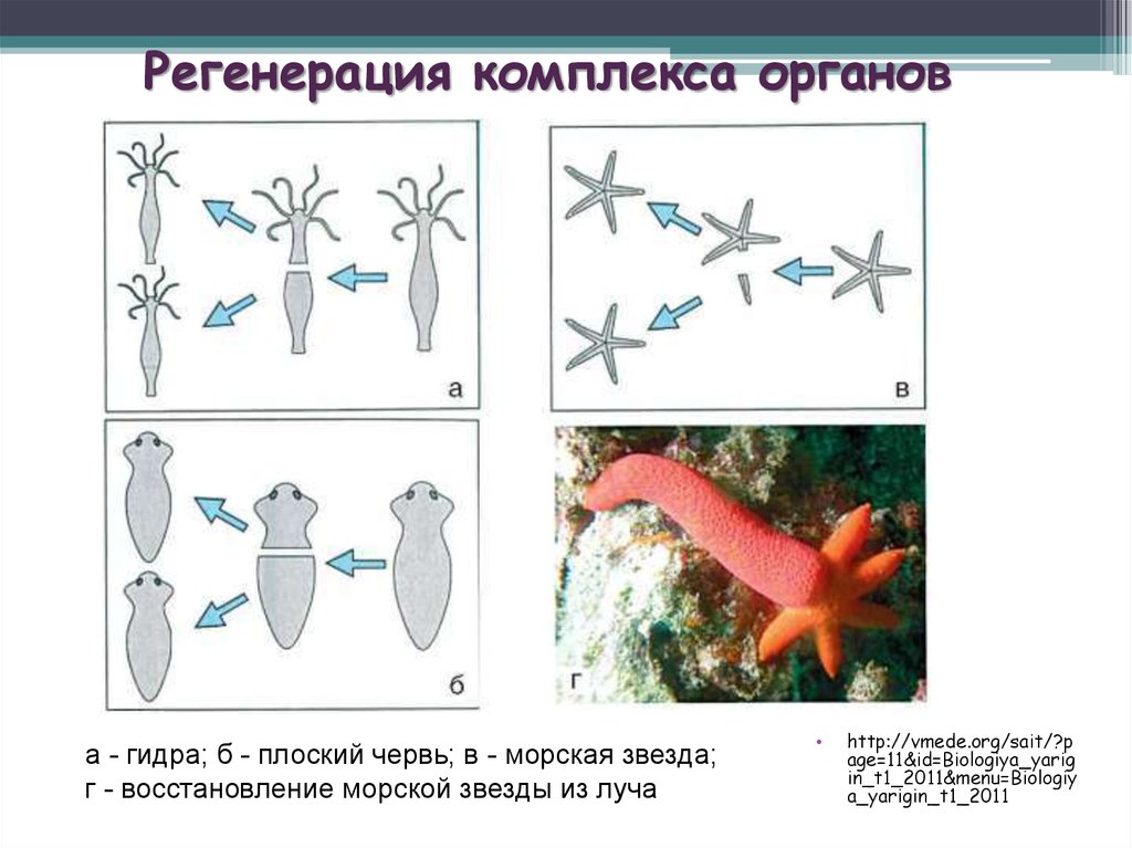 Регенерация размножение. Морская звезда размножение фрагментация. Бесполое размножение морской звезды. Фрагментация бесполое размножение. Фрагментация морской звезды.