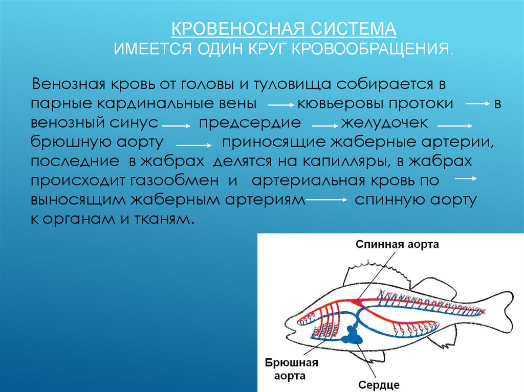 У рыб 1 круг кровообращения. Кровеносная система рыб схема круги кровообращения. Строение кровеносной системы рыб.