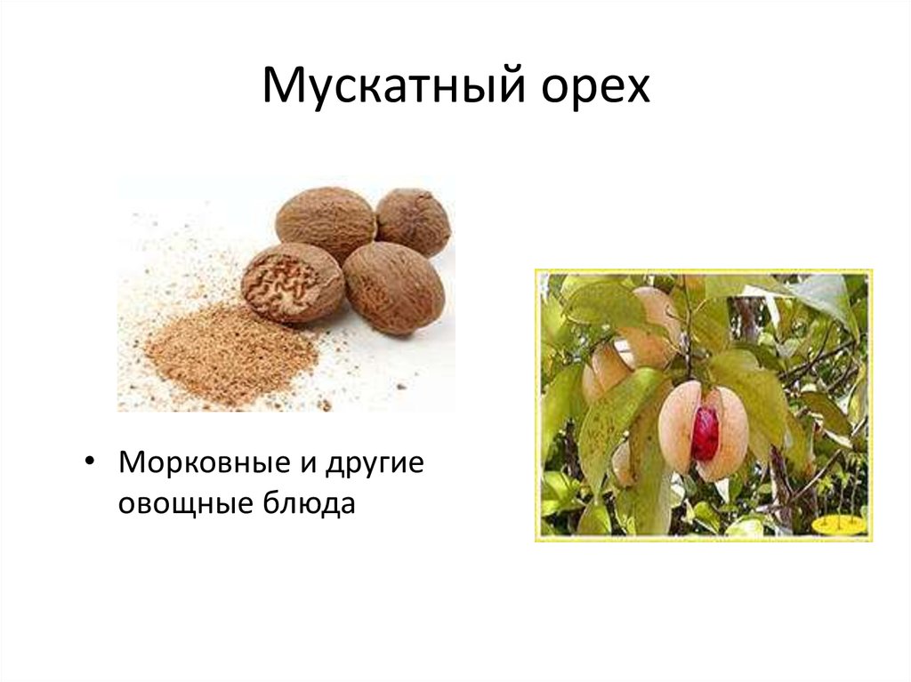 Мускатный орех какова. Мускатный орех презентация. Дикий мускатный орех корни. Мускатный орех размер. Смертельная доза мускатного ореха.