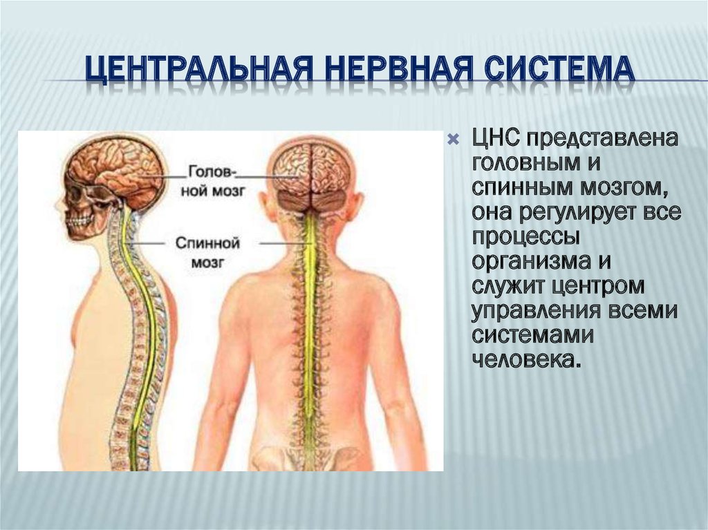 Заболевания головного и спинного мозга. Нервная система человека. Центральная нервная система человека. Спинной мозг человека. Головной и спинной мозг.
