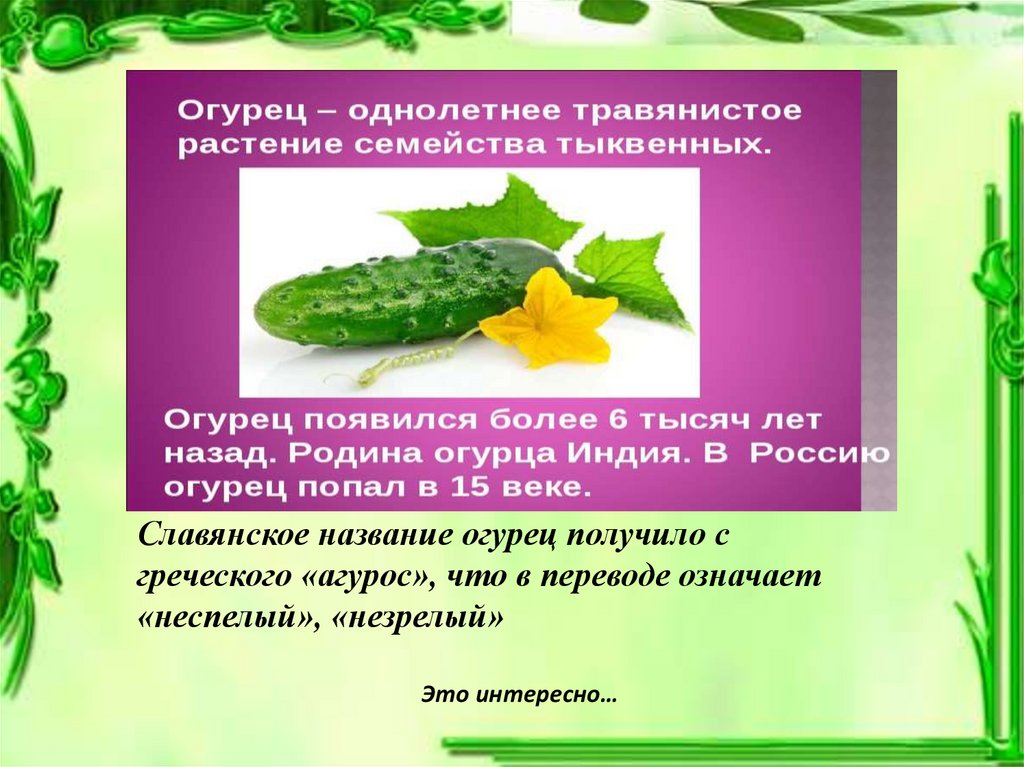 Характеристика огурцов. Огурец описание. Огурцы название. Химическое название огурца. Польза огурца для организма человека.