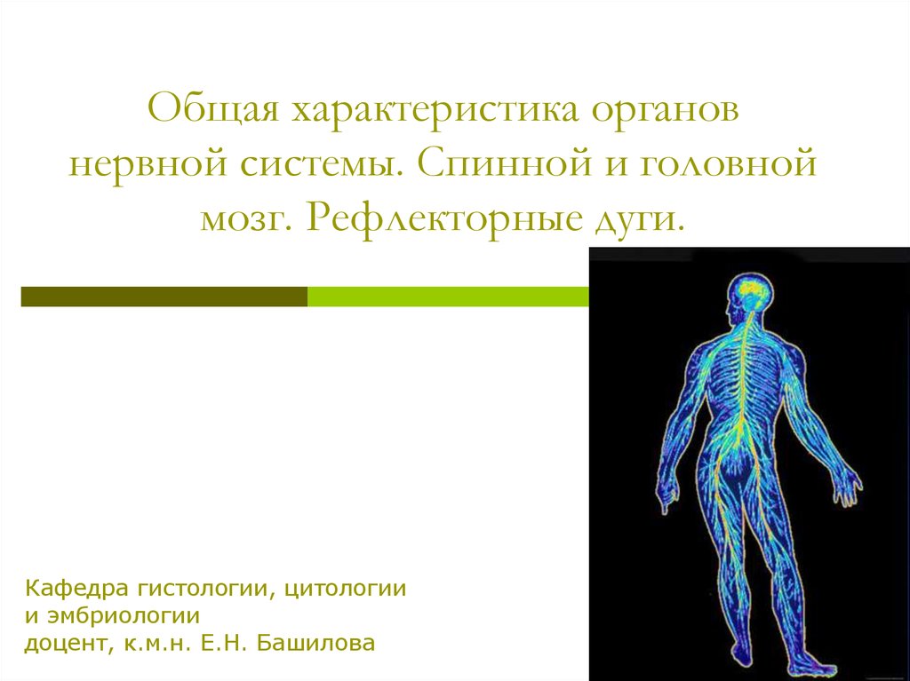 Развитие органов нервной системы. Общая характеристика нервной системы. Органы и системы органов нервная система. Общая характеристика органов. Перечисли органы нервной системы человека.