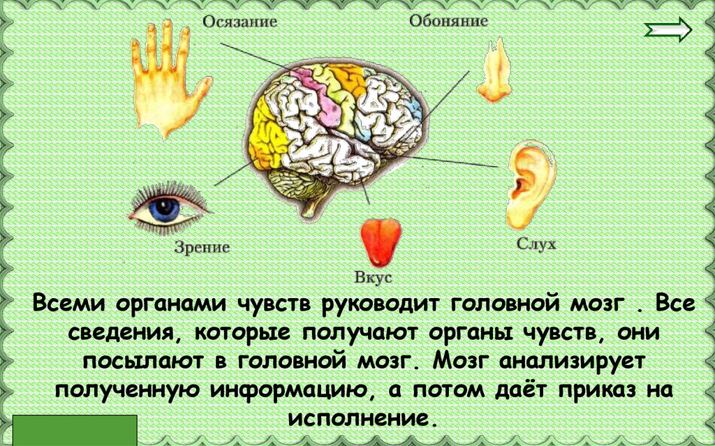 Органы чувств окружающий мир 3 класс. Система органов чувств человека. Органы чувств презентация. Презентация на тему органы чувств. Органы чувств 3 класс.