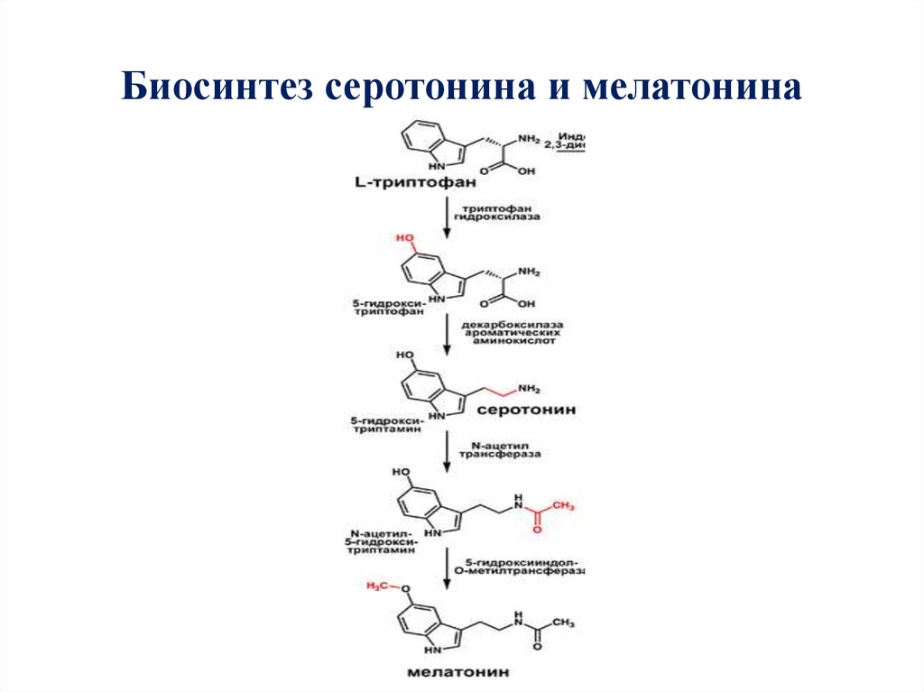 Синтезирует меланин. Биосинтез серотонина и мелатонина. Схема синтеза серотонина. Синтез серотонина из триптофана биохимия. Синтез серотонина и мелатонина из триптофана.