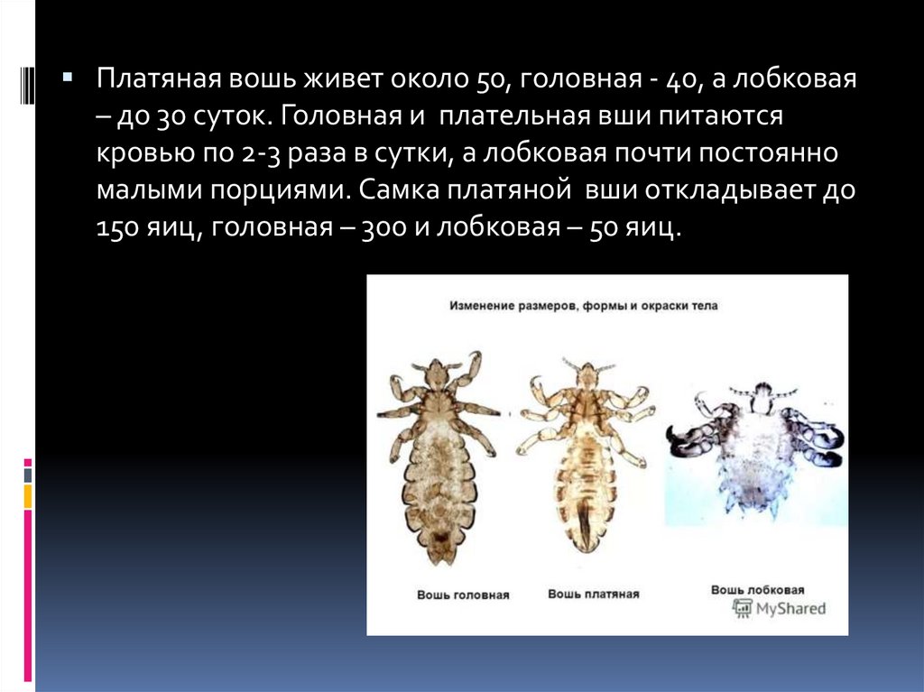 Платяная вошь. Платяная вошь отряд. Отряд вши головная вошь. Головная платяная и лобковая вошь. Платяная вошь строение.