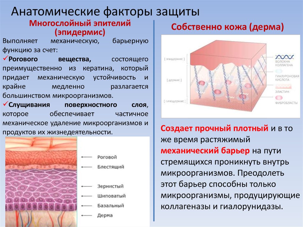 Эпидермис многослойный эпителий. Поверхностный слой кожи. Анатомические факторы защиты. Раздражение и слущивание поверхностного слоя кожи.