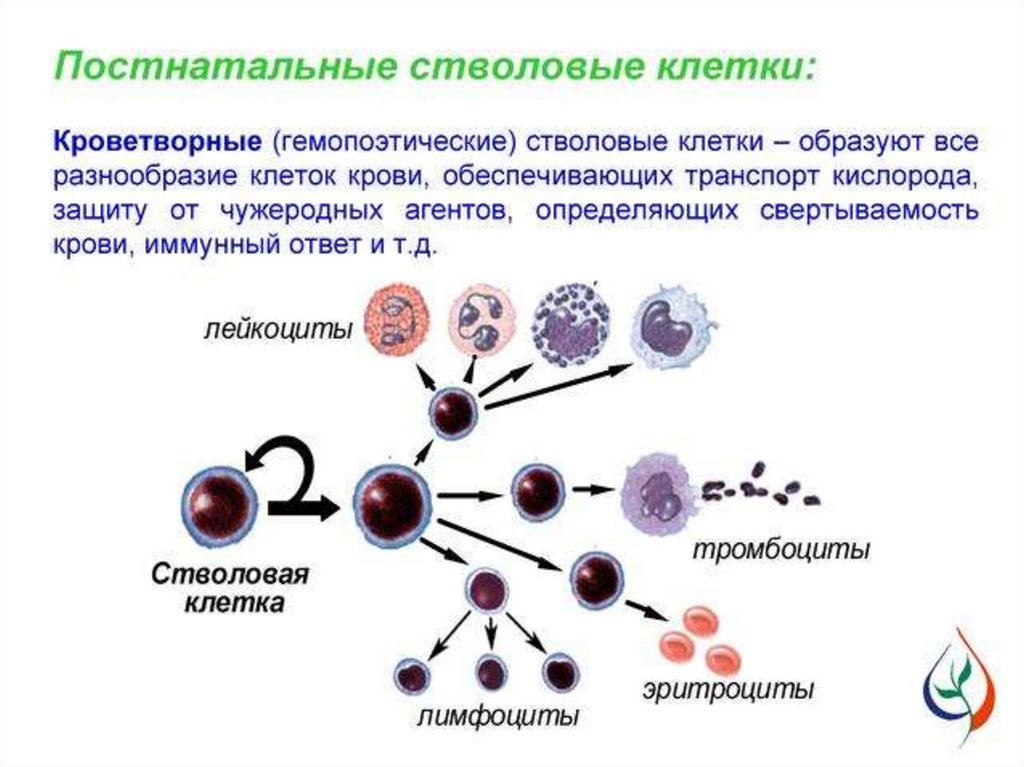 Сколько стволовых клеток