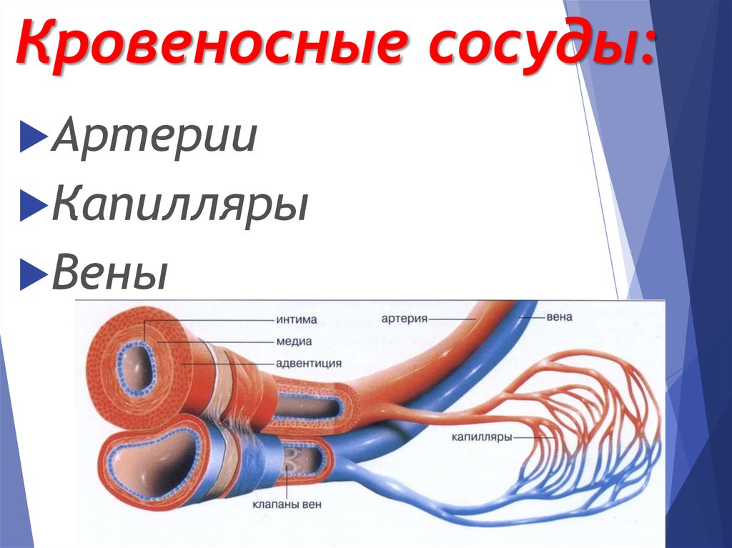 Вены и артерии человека схема строение