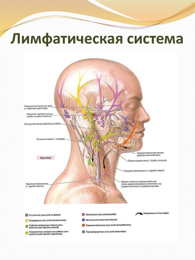 Схема лимфы на лице человека движение