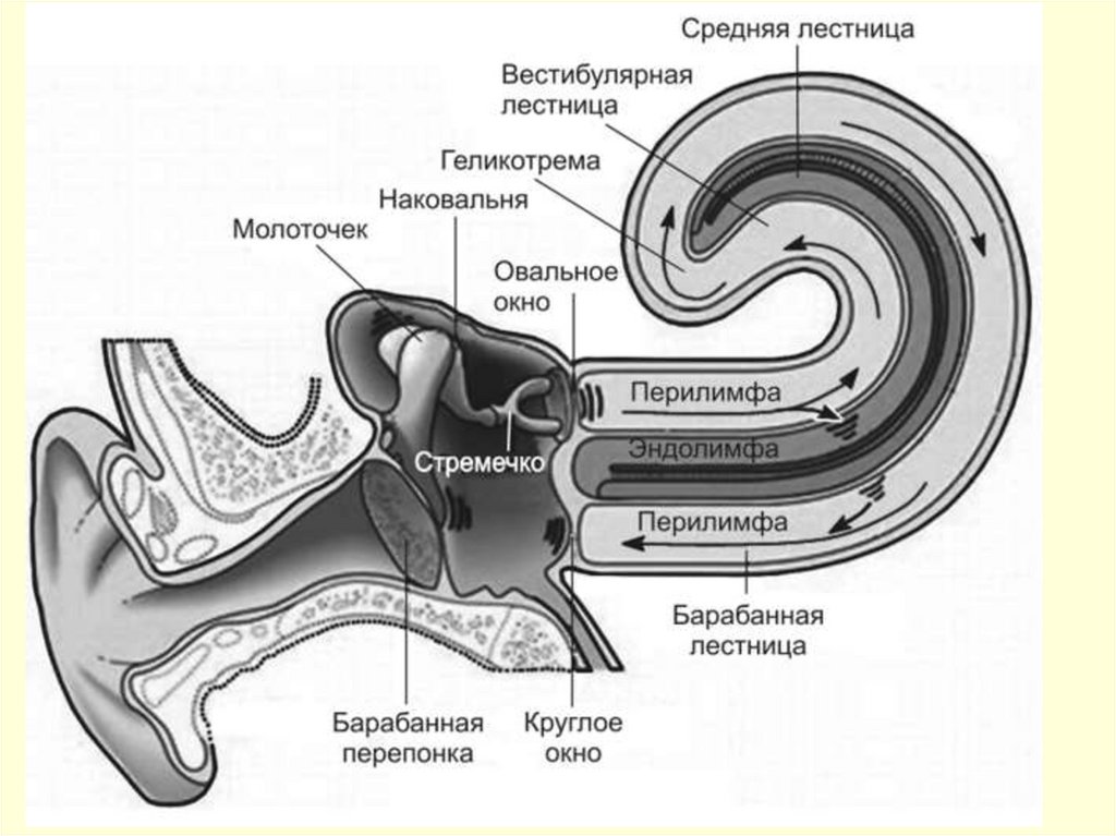 Внутреннее ухо расположено в полости. Строение внутреннего уха эндолимфа. Строение улитки внутреннего уха. Строение внутреннего уха геликотрема. Слуховой анализатор строение улитки.