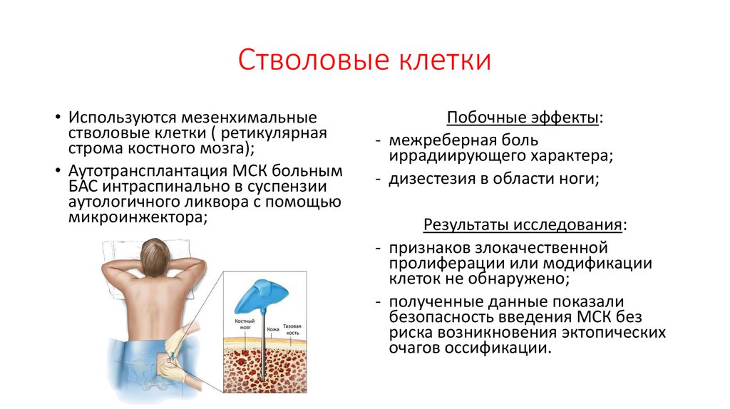 Стволовые клетки отзывы. Введение стволовых клеток. Популяции стволовых клеток в костном мозге. Стволовые клетки где находятся у человека. Мезенхимальные стволовые клетки костного мозга.