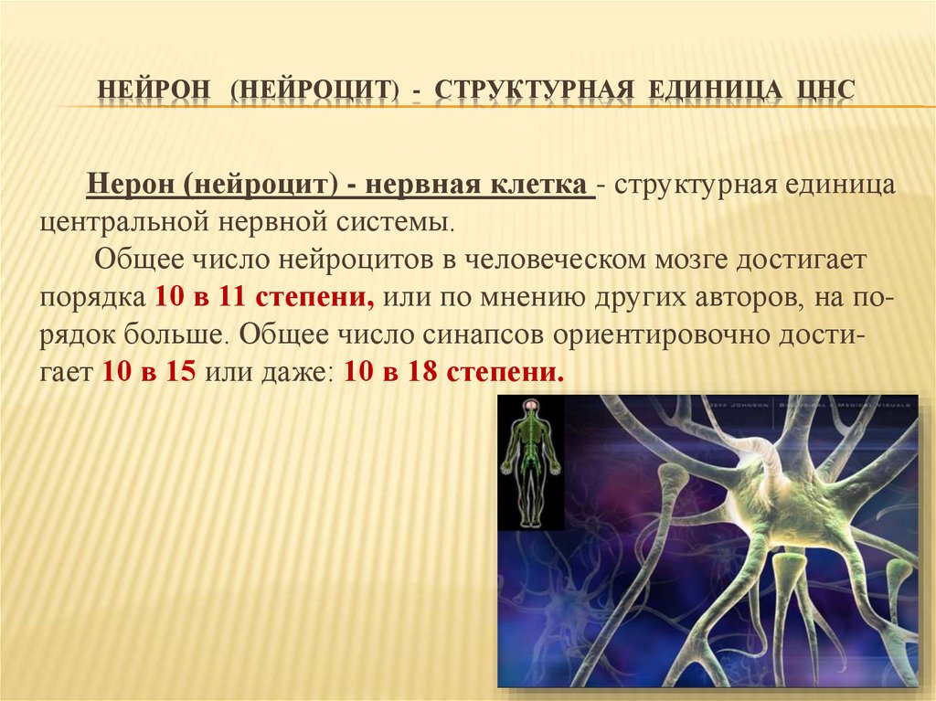 Тело нейрона лежит за пределами цнс. Нейрон ЦНС. Число нервных клеток в ЦНС. Нейрон основная структурная единица нервной системы. Нейроны центральной нервной системы.