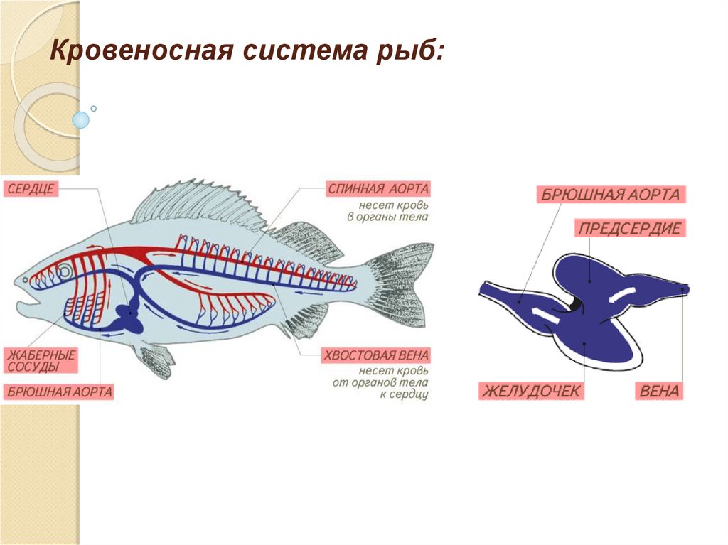 Сердце рыб