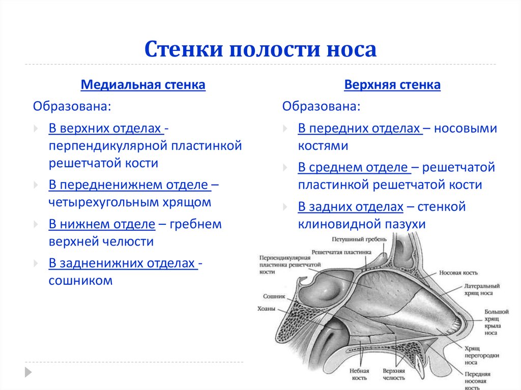 Носовые раковины анатомия фото