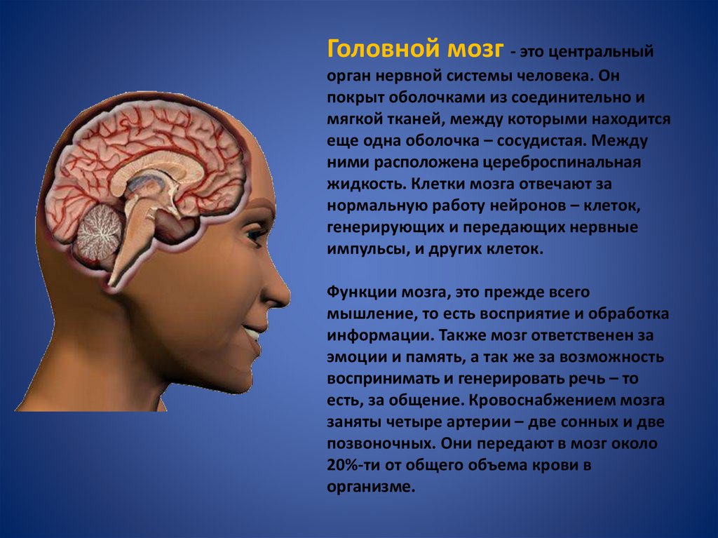 Значение в организме головного мозга. Головной мозг. Структура мозга. Органы головного мозга.