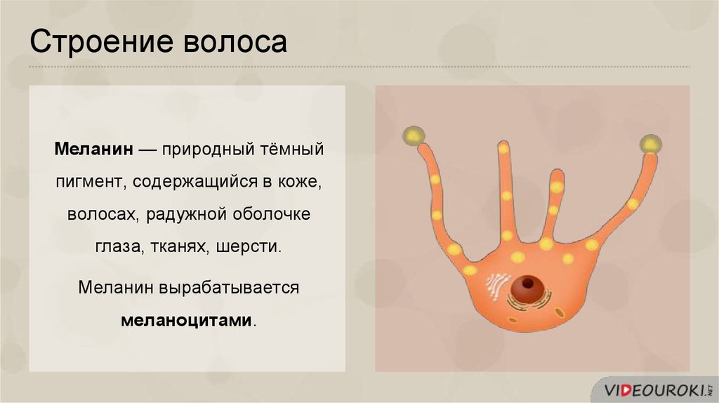 Меланин в коже человека защищает от. Меланин строение. Органы и ткани содержащие пигмент меланин.