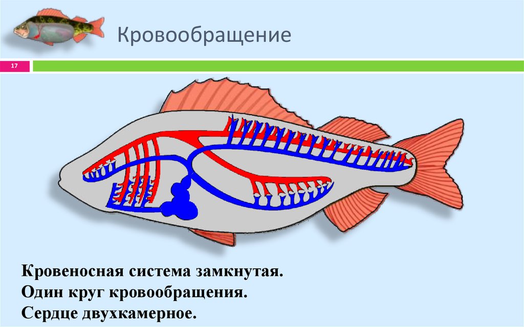 Какое сердце имеет рыбы. Строение кровеносной системы у рыбы на рисунке. Кровеносная система позвоночных рыб. Система кровообращения рыб схема. У рыб двухкамерное сердце и один круг кровообращения.