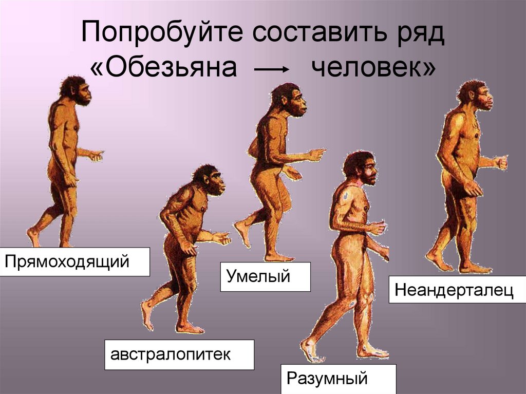 Урок становление человека. Ступени развития человека хомо сапиенс. Этапы эволюции человека неандерталец. Эволюция древних людей. Историческое развитие человека.