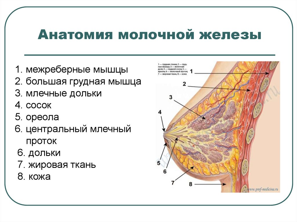 Где молочные железы. Строение молочной железы анатомия. Анатомия молочное железы. Строение женской грудной железы. Строение молочной железы женщины.