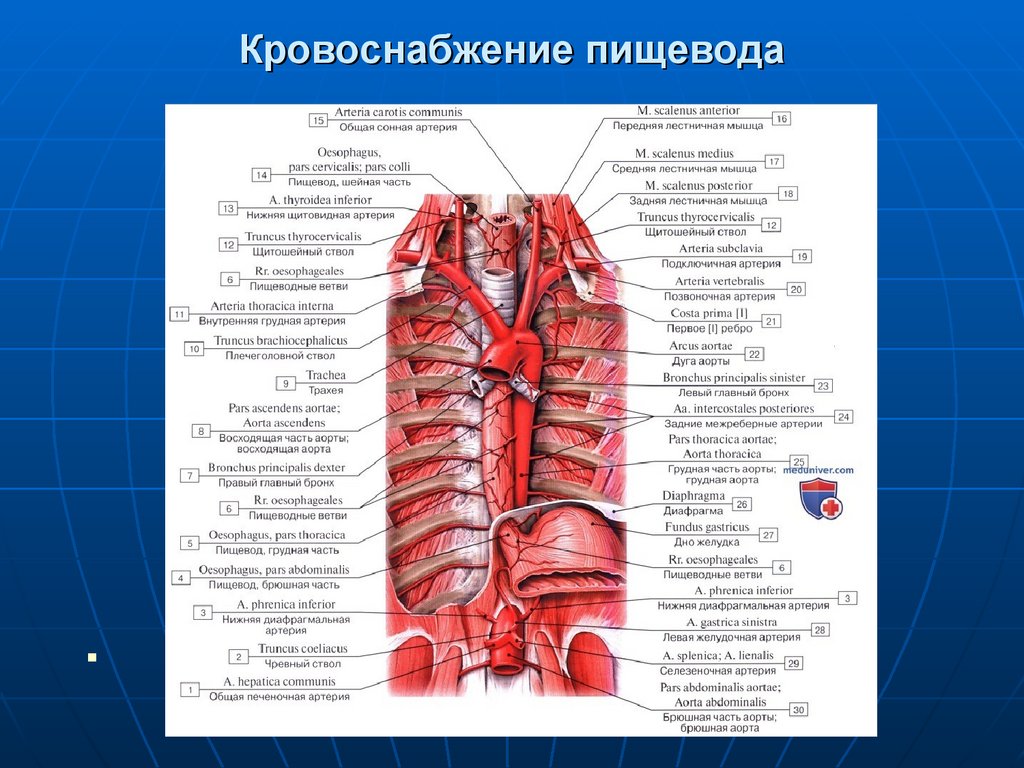 Ветви внутренней грудной артерии